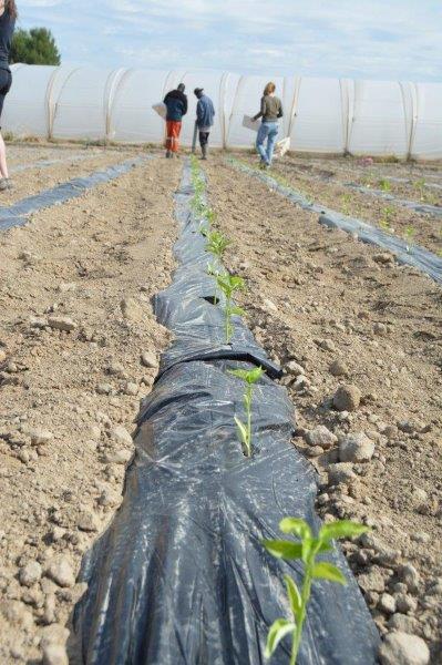 huerta_digital's tweet photo. #MULTIBIOSOL: los plásticos biodegradables se muestran viables y sostenibles para uso en la #agricultura 🌱🌱 https://t.co/e7AjxBvy7R https://t.co/h1LNE52ljo