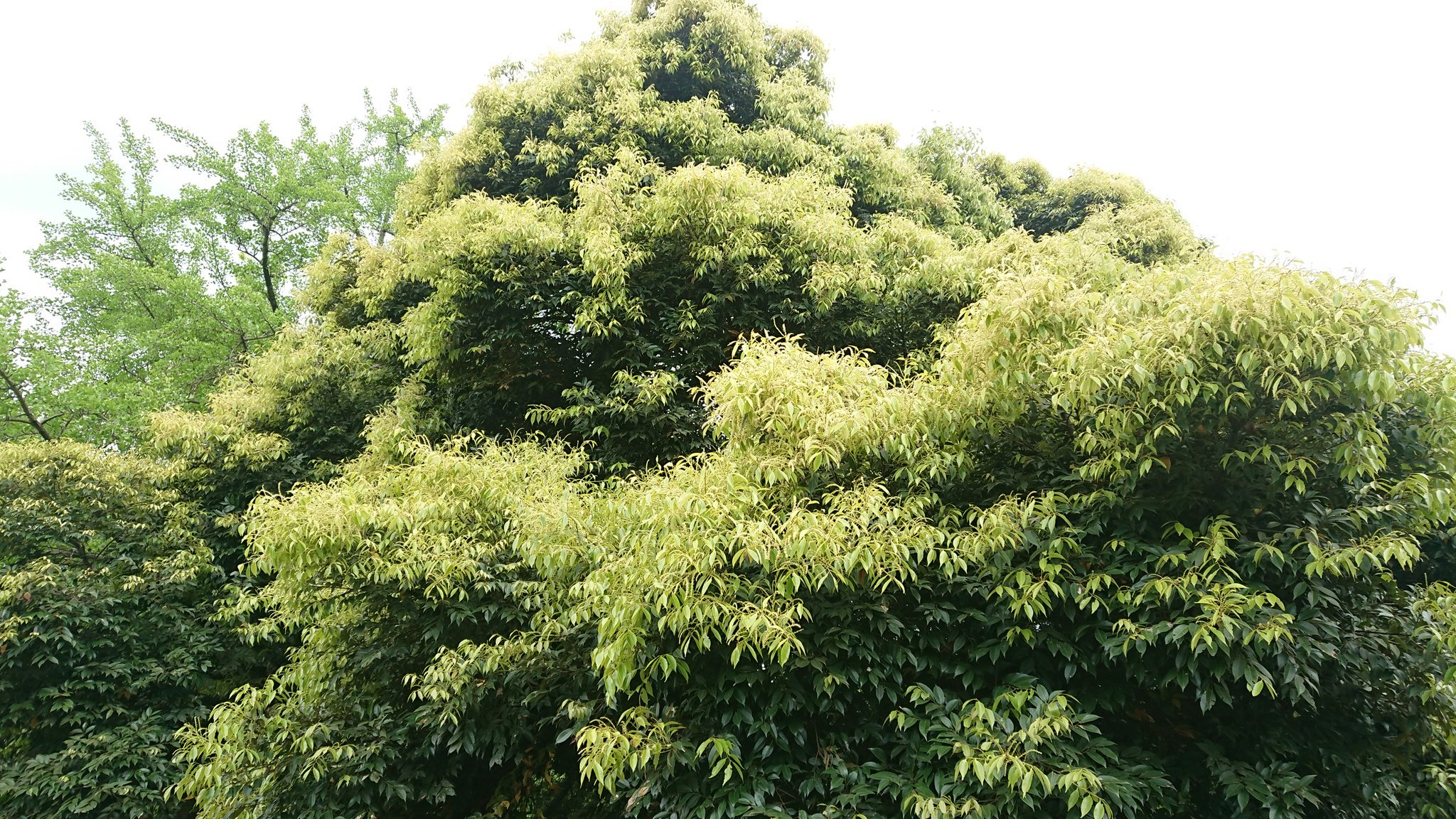 みんと この時期は公園などで独特の匂いがする花が咲いている木を時々見かけますよね スダジイ マテバシイ 同じブナ科 花 はよく似ていて 同じ木にそれぞれ雌花と雄花を付けます 花が咲いている時は木全体が黄色く見えるのでよく目立ちます 3枚目の