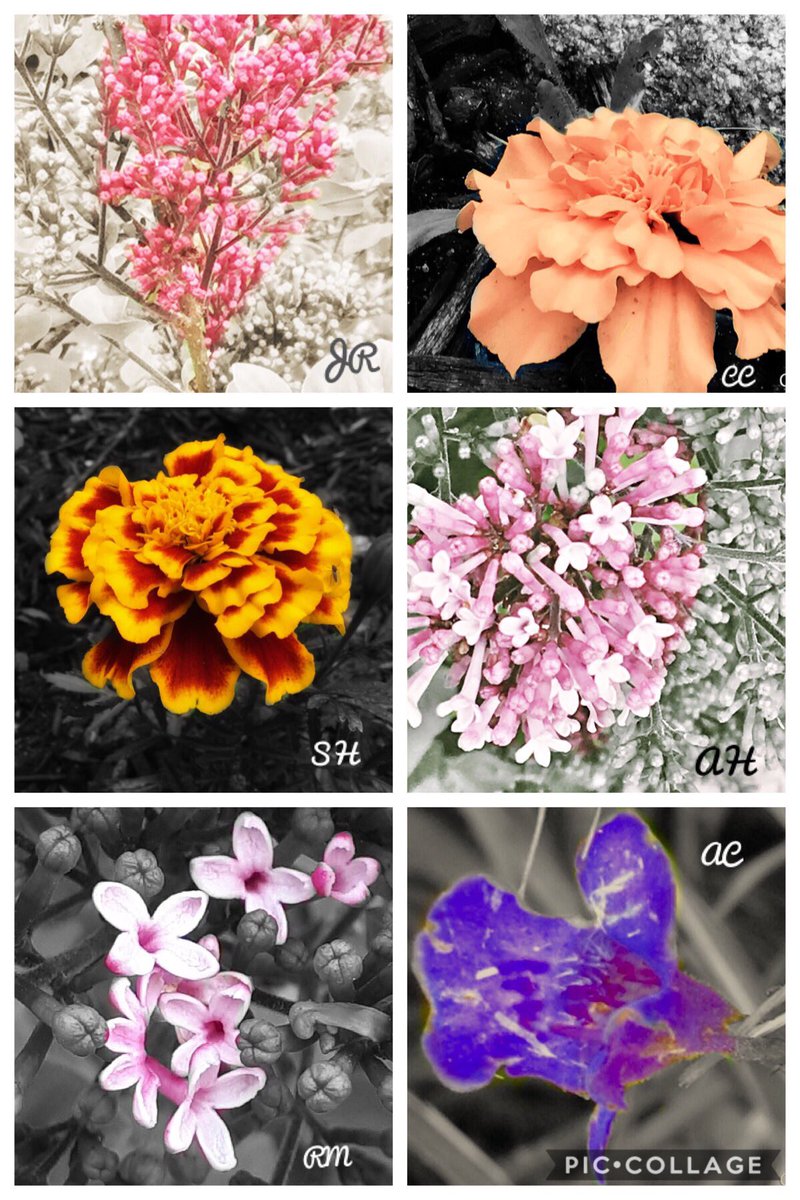 MillerBruyns's tweet photo. Absolutely stunning snaps of nature ...digital photography by our #millerbruyns @NorthdaleCntrl 4s utilizing Rule of Thirds and Emphasis via two apps #colorpop #snapseed https://t.co/BvI2Vvr9xJ