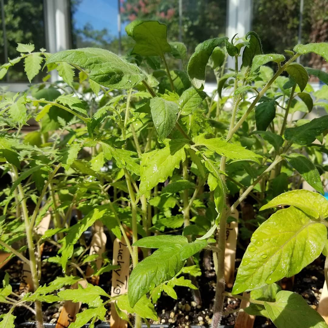 OMearaMultiage's tweet photo. Growing Buddies final event is a flash sale this Wednesday from 3:45 - 5:00. Heirloom tomatoes $5. Just in time for summer gardens.  @AudReimer @EdCorps @GPTrombly @GPSchools https://t.co/I9yyEPq0d5