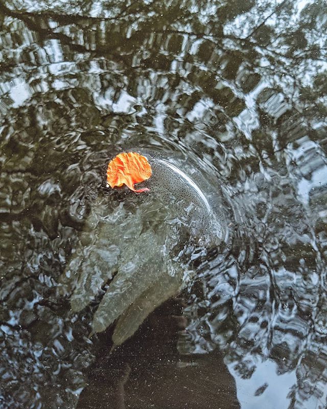 rohit_m_s's tweet image. Saw a jellyfish for the first time, in the wild. 😅

#jellyfish #water #nature #river #leaf #abstract #fall #fish #lake #reflection #H2O #wet #art #flora #tree #splash #texture bit.ly/2wAPd64