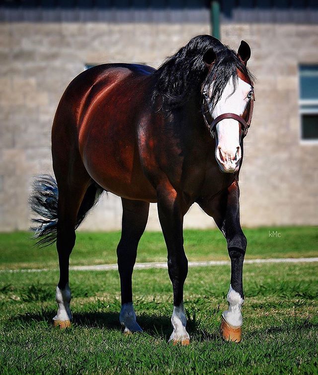 cowboymagic's tweet photo. 🌟Wow Power🌟
Photo via @tricked_out_spook
📸@lmcsocialmediaconsulting
.
"Here is a sneak peek of what was taken today by #lmcsocialmediaconsulting ! Super excited to see the rest!! #trickedoutspook #aqhaproud #aqha #aphamerica #apha #cardinalreiningho… https://t.co/m4nZ6zi5Df https://t.co/Lie7vHhFMe