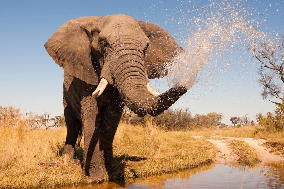How much water can an elephant hold in its trunk?🐘 An average elephant can usually hold around a quarter of a gallon, however, studies have shown that bull elephants can hold as much as 2.5 gallons! #elephant #animals Photo: Donovan van Staden <a href="/Slash/">Slash</a> 🐘💙💦