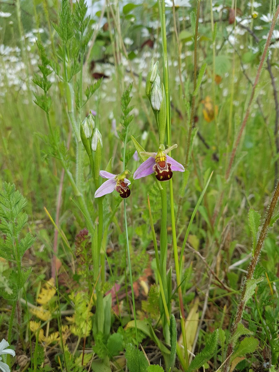 A bee orchid by our fishing lake