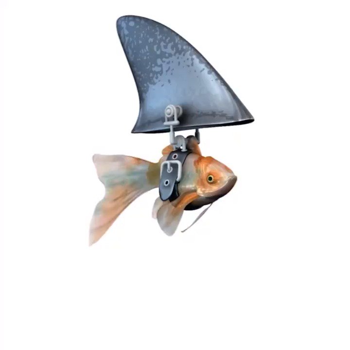 goldfish shark