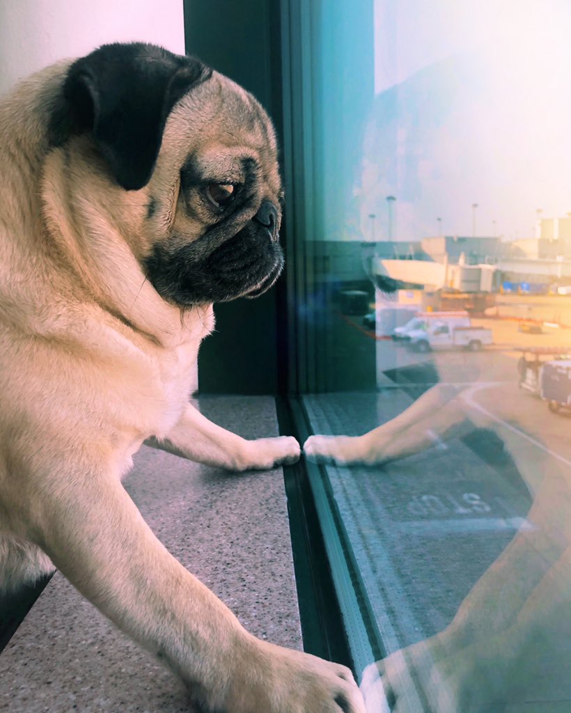 When u see them throw ur suitcase onto the airplane and u pray for ur fragile items