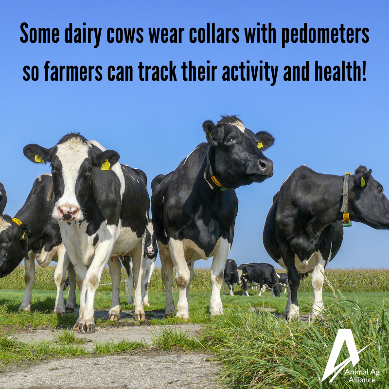 animalag's tweet photo. Collars with pedometers help farmers keep a closer eye on their animals and provide the best care! https://t.co/v5EwHg0jiE #JuneDairyMonth https://t.co/qjDib4J0VL