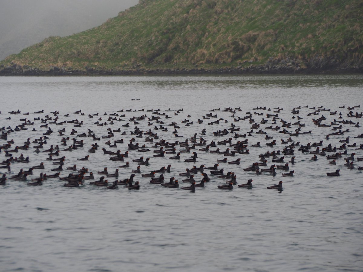 halibirdnerd's tweet photo. millions of #auklets fill the dusky sky and calm water around our zodiac inside a steaming volcanic caldera... #maybeidreamedit
*Crested and Whiskered Auklets - Yankicha, Kuril Islands*
#sarahsbirdsof2019 #seabirds #birdphotography #ornithology #alcids #russianfareast https://t.co/NgPZ7MHEnN