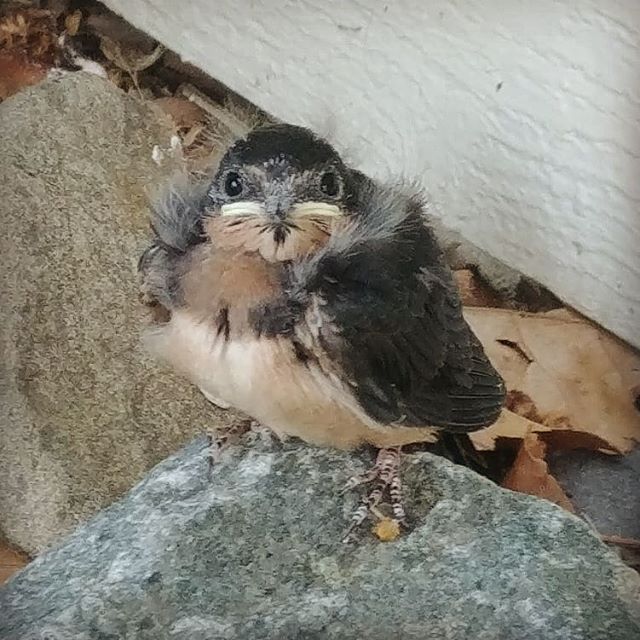 AquariannArt's tweet photo. First baby bird to successfully fly from the nest! Who's next? #natureisamazing #barnswallows #babybirds #babybirdsnest #fluffy #delawarebirding #delagram https://t.co/9V8AINcmFJ https://t.co/z0b76TQMwL