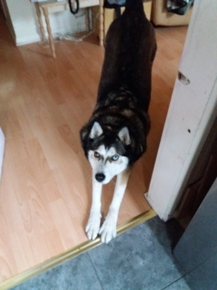 lynnmc1971's tweet photo. Mum said I better not do this outside you never know what might happen.😂 #bumup
Hope your all having a pawsome day fur pals. 🐾🐕🐶🤗😍😘💞💖
#siberianhusky #dogsoftwittter #dogslife #DogsAreFamily #dogsarejoy #AdoptDontShop #rescuedog https://t.co/yBMCMwDiW2