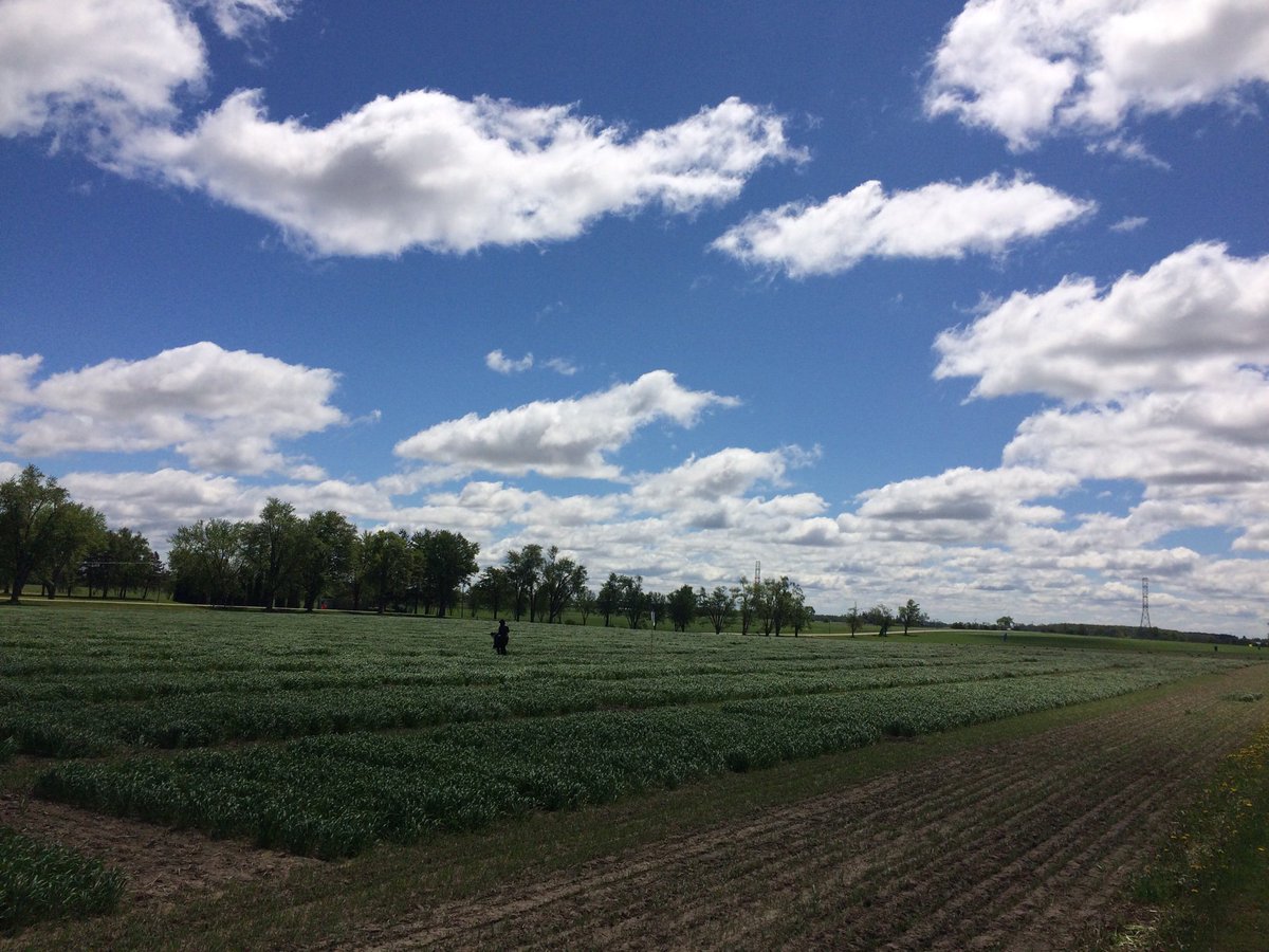 Finishing Spring Cereal planting with our Fusarium Nursery  -Liam and Zhang doing a great job. Also, Kaitlyn and Natalie putting out Field tags. Very windy but grateful for the break from rain.