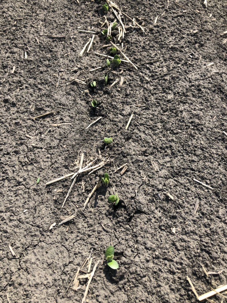 cndaggie's tweet image. These @thunder_seed TH88005 R2X coming up beautifully by Boisevain.  Thanks @InKfarms for the tour this morning.  Keep the crew at  Boisevain Select Seeds in your mind this summer when wanting to check out new #soybeans &amp;amp; #corn varieties for your farm #FirstInTheField