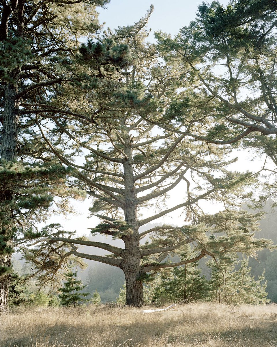 ICPhotog's tweet photo. Photographer Brian Kelley started tracking and recording one Champion Tree at a time in 2018 while living and working out of a van. He has created large-format photographs of 68 trees throughout 16 states. #ICPprojected https://t.co/tztdyv1hsI https://t.co/aDEJY1xROw