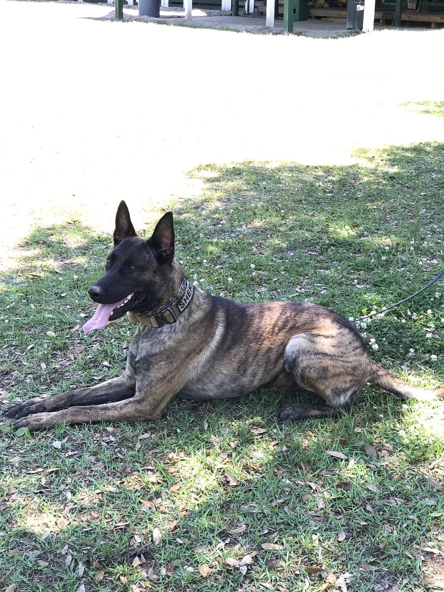 Love4PoliceDogs's tweet image. I’ll be announcing the winners of all 3 giveaways later than usual, it’ll be early evening. I’m sorry for the delay... doing important K9 things, so I promise there’s a good reason. 💙🐾💙🐾 #bluepawsmatter #K9ArmyStrong 

Leaving you with my apologies in the form of K9 Tater 💙