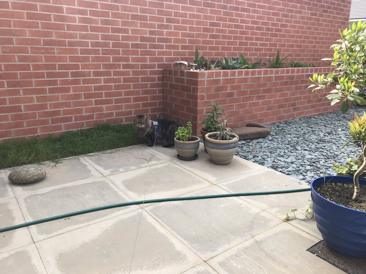 fluffybasil's tweet photo. Friends! Sorry for lack of posts. Mum is now home and weโve been out in the garden. Thanks for all your posts for #hugocatboxsunday
Frank would be very happy to see you all! ๐๐
#kittyloafMonday @Cleo_sMommy @Tonithecat32 @nesjloch @Joeybird @LittleMaineCoon https://t.co/peve9pwIn9