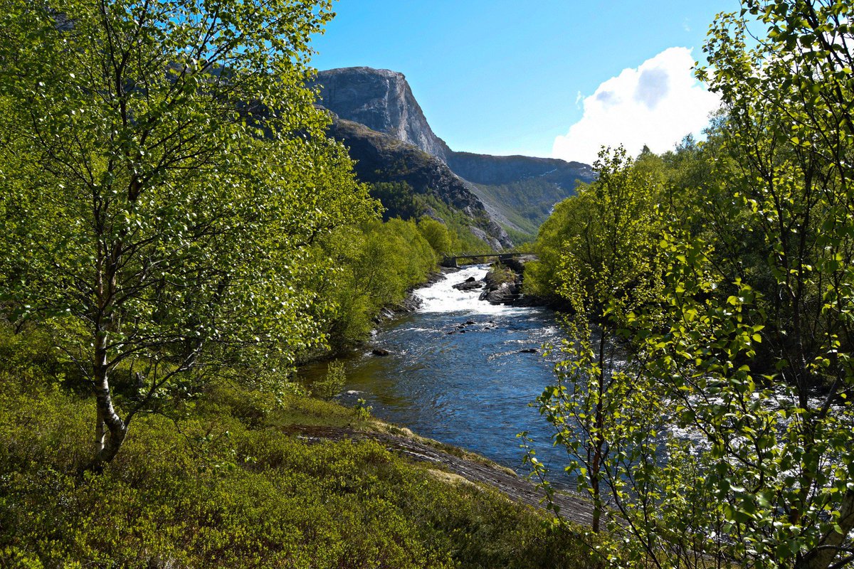 TursidenNO's tweet photo. Around Børelva river in Bodø municipality in Northern Norway #børelva #bodø #nature #hiking #salten https://t.co/FvWKSPixuu