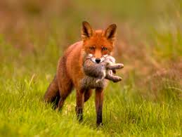 IsaacHam8's tweet photo. Lions and hawks hunt and kill other living things before eating them. Based on this mode of nutrition, lions and hawks are classified as #predators 
#leregentsreview https://t.co/q5uzR16l87