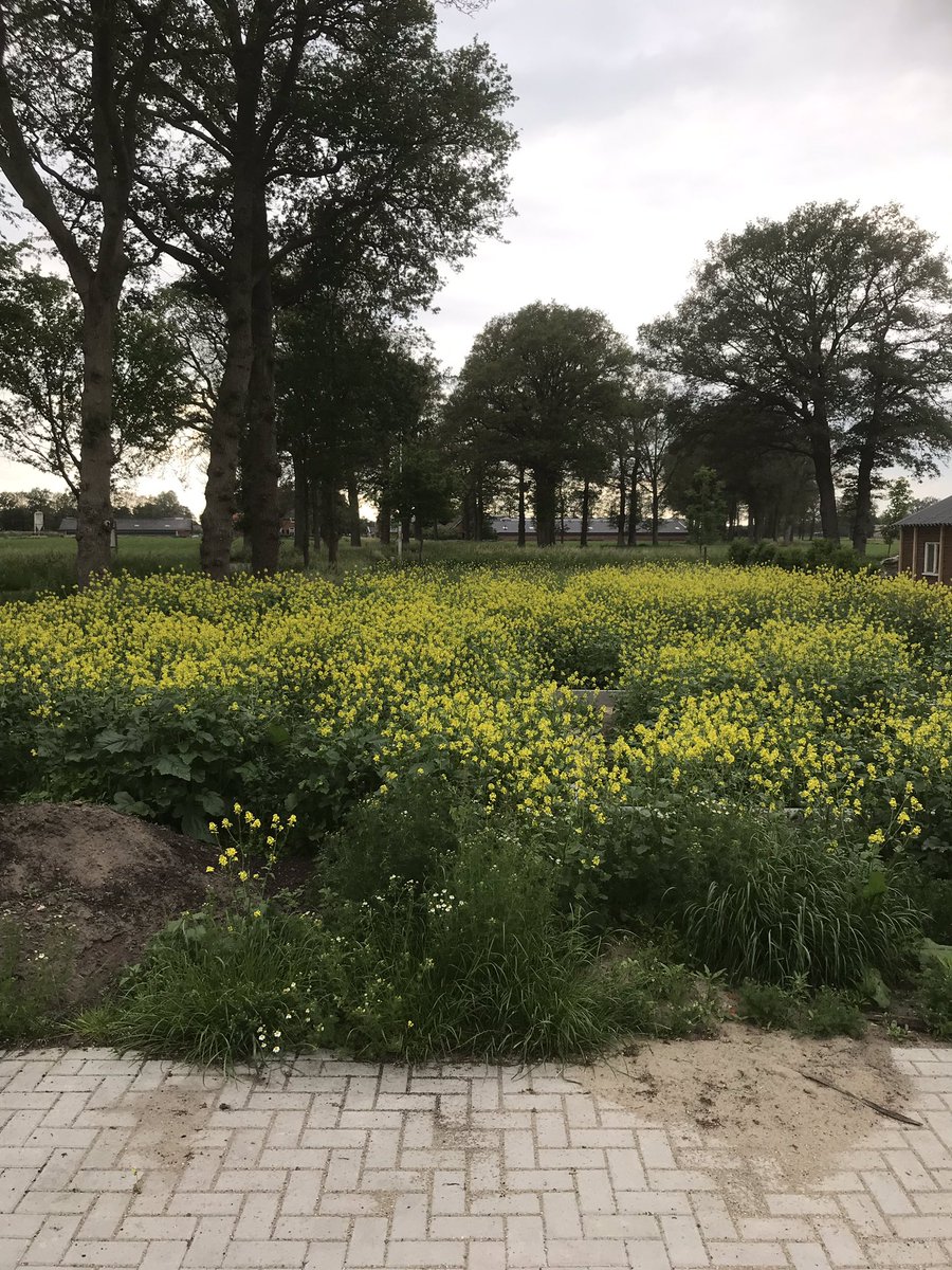 patrickfleming7's tweet image. Nog effe wachten met maaien