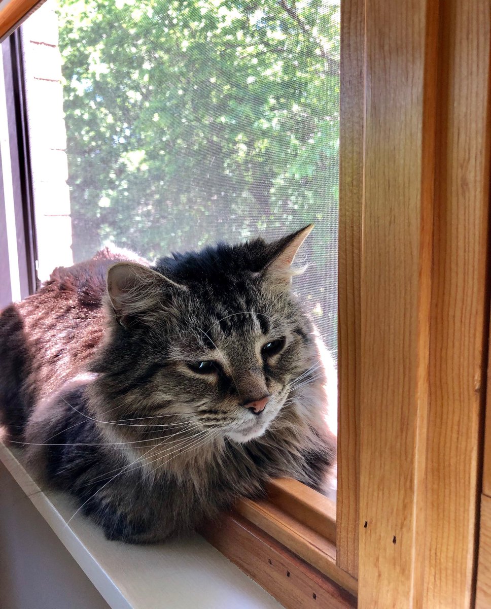 KarlHootAltese's tweet photo. I’m supposed to keep 2 paws inside the sill. #hiddenpaws https://t.co/dYFLyUrDEI