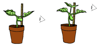 IsaacHam8's tweet photo. Two cuttings taken from the same parent plant may differ in #phenotypes when they are grown in separate containers. This difference is most likely due to #environmentalfactors
#leregentsreview https://t.co/3zAFaYNb1y