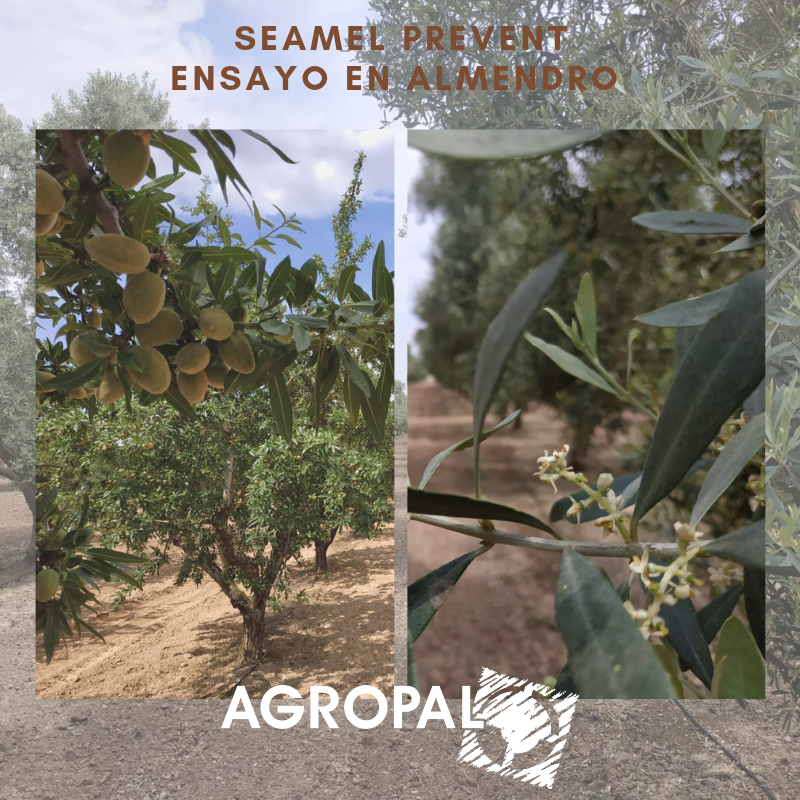 Ensayo en almendro en #BajoAragón #Alcañiz con Seamel Bloom
#GraciasAlasAlgas <a href="/olmixgroup/">Olmix Group</a> #AgriculturaSostenible