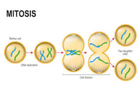 IsaacHam8's tweet photo. The cloning of cells involves the process of mitotic cell division (#mitosis) #leregentsreview https://t.co/xJJ8xhXtgr