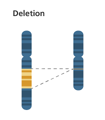 IsaacHam8's tweet photo. An analysis of chromosomes may show the loss of a portion of a chromosome. This type of chromosomal change is known as a #deletion
#leregentsreview https://t.co/YcqZsFT6cE