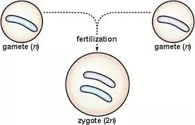 Зигота человека содержит хромосом. Гамета и зигота. Схема гаметы и зиготы. Гамета половое размножение зигота. Зигота набор хромосом.