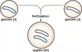IsaacHam8's tweet photo. A #zygote is an immediate result of in vitro #fertilization
#leregentsreview https://t.co/myUkz5sS67