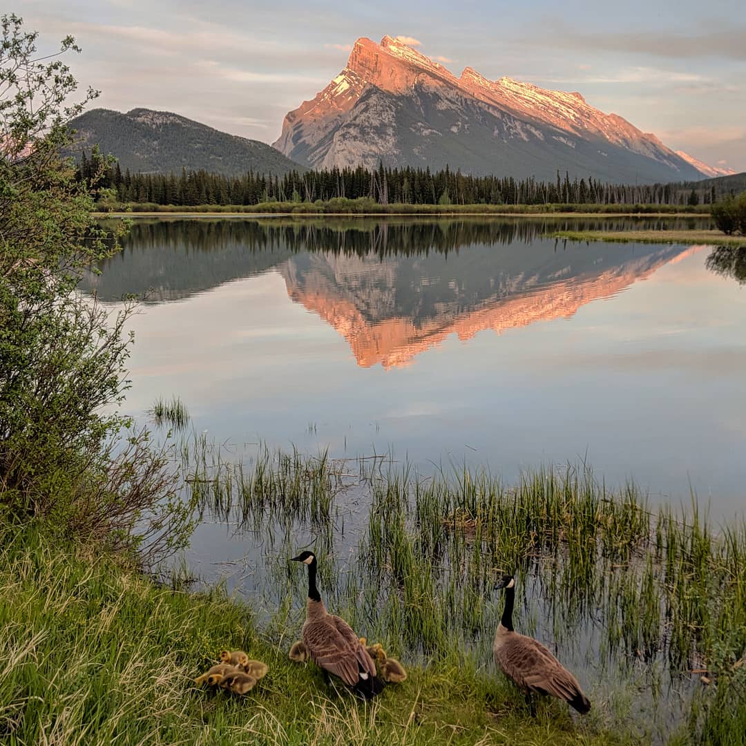 JasperGeoCat's tweet photo. Combining my two favourite things: birds and rocks!  #Banff #Canada #hungry #AggresiveGoose #StillHungry https://t.co/wT0QDIDODW