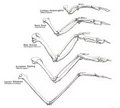 IsaacHam8's tweet photo. The theory that birds and reptiles share common #ancestry is supported by the evidence that they both show structural similarities during their development 
#leregentsreview https://t.co/jZPwYQcZne