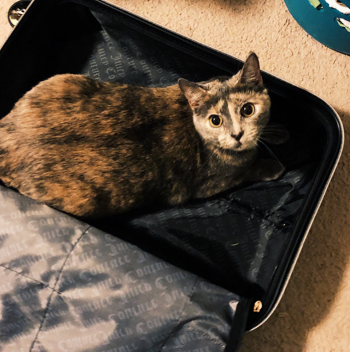 Moving with cats is always interesting 😹😹😹 #CatsOfTwitter