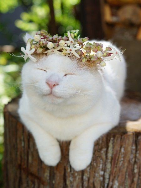 Kittenhwang tweet media