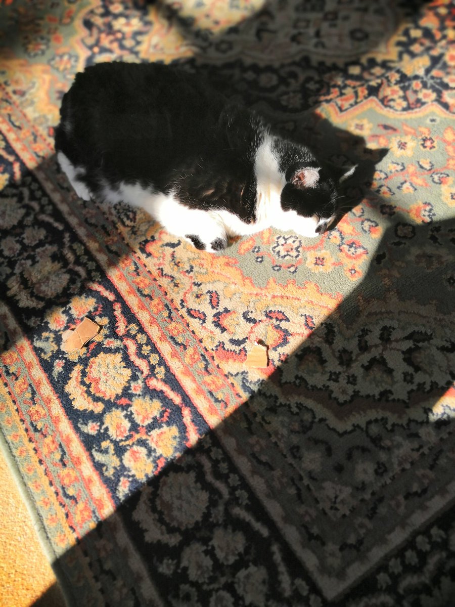 3leggedjess's tweet photo. Catching some rays https://t.co/S8exUyHmHS