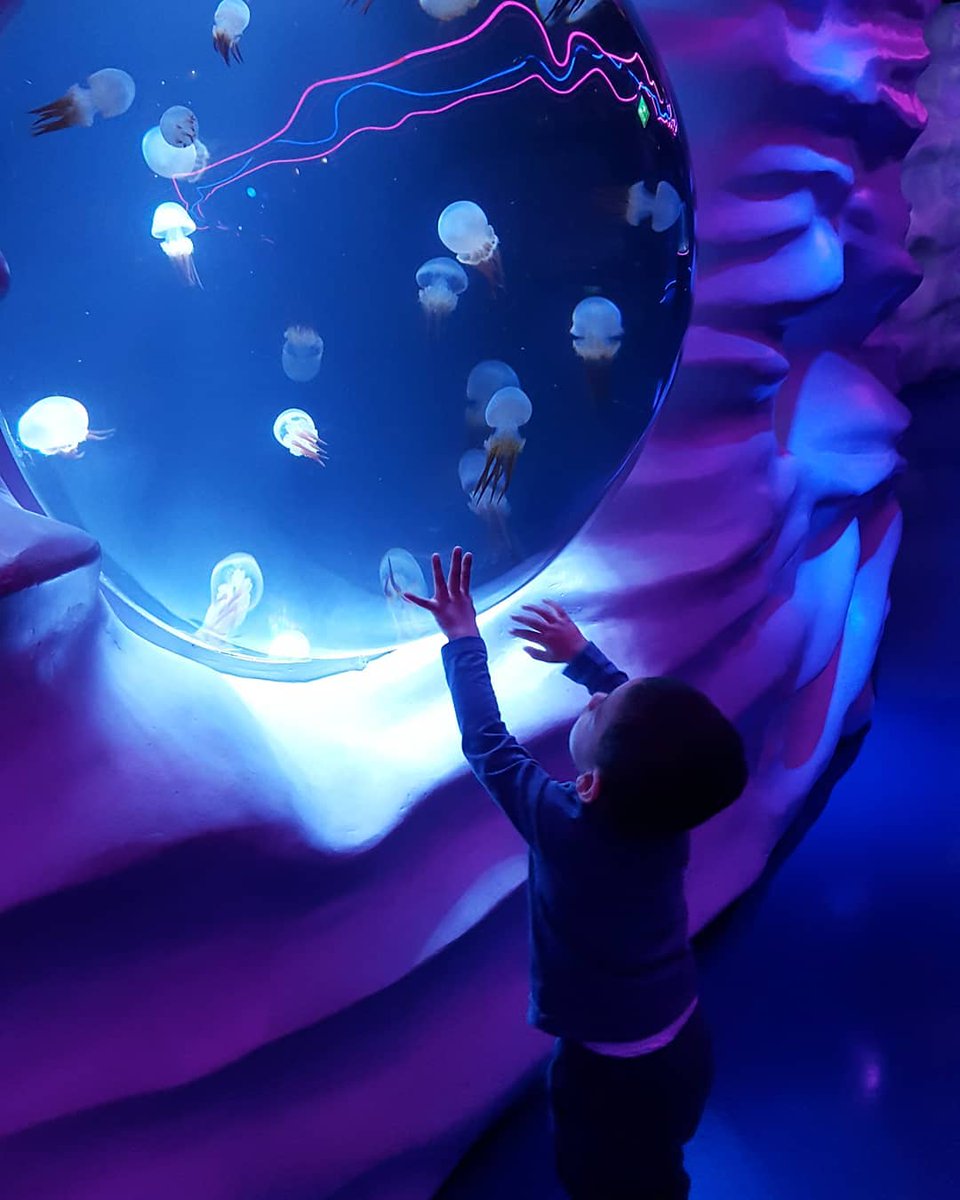 london_aquarium's tweet photo. Squish squish, can you catch the jellyfish? 📸 by @pollyaktar
#ChildsEyeView https://t.co/jqHIzE94gh