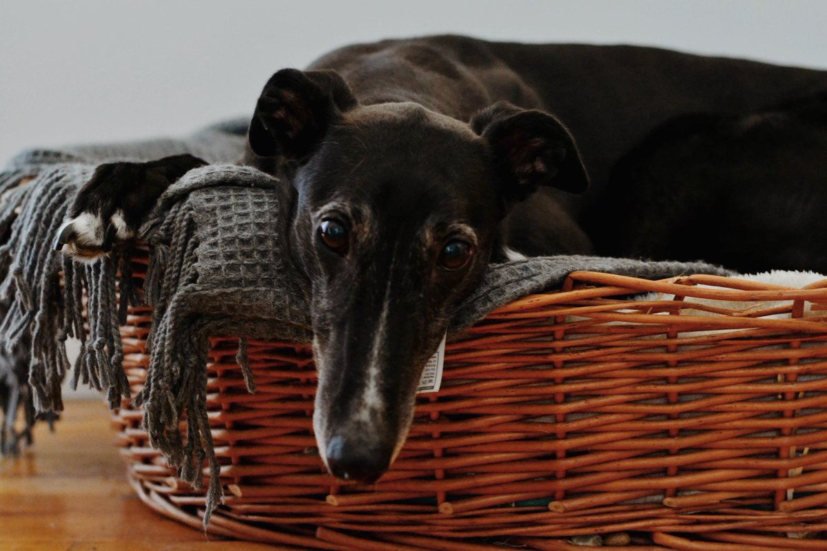 TwilightVisuals's tweet image. This is definitely how we feel after having a super busy weekend. We wish we had one more day to relax but at least we can get through Monday by looking at cute photos of Milly in her bed 🐶 💖 #twilightvisuals #puppylove #mondaymotivation