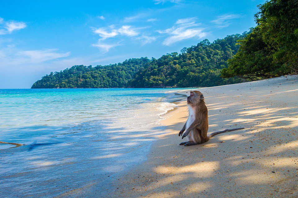 🐒 Want to be as relaxed as this little guy? 🏝
Who wouldn't be with that view!
☎️ Call or visit:  etwtravel.co.uk - Experience a Difference
#MiltonKeynes #WoburnSands #Flitwick #Ampthill #Olney