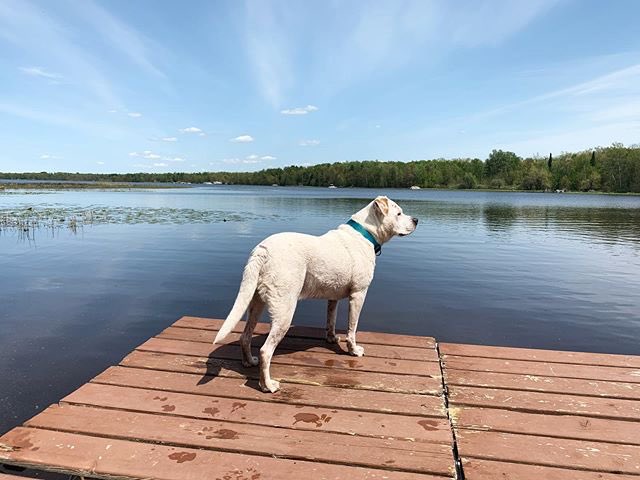 #repost 📷@apupnamedrue
. 
instagram.com/p/ByQVUrrgFRz/…
.
#thepitbullnation #pitbulls #pitbull #dontbullymybreed #pitbulllove #pitties #pitbullmom #pitbulllife #pitbulladvocate #pitbullpride