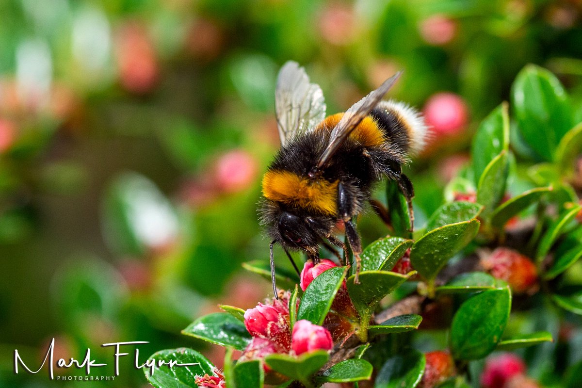 markflynnphoto's tweet photo. Sometimes I get a real buzz out of my job is this Pyracantha? What species of #bee anyone? #bees #honeybees #bumblebees #insects #honey #pollensacks #pollen @BBCSpringwatch #dangerouswork in #huddersfield https://t.co/yEZaOSnHkE