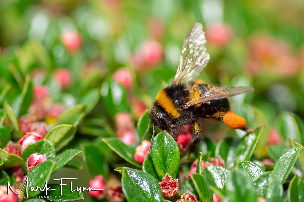 markflynnphoto's tweet photo. Sometimes I get a real buzz out of my job is this Pyracantha? What species of #bee anyone? #bees #honeybees #bumblebees #insects #honey #pollensacks #pollen @BBCSpringwatch #dangerouswork in #huddersfield https://t.co/yEZaOSnHkE