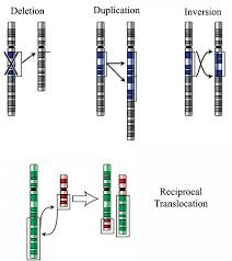 FLHS_Brett's tweet photo. Chromosomal mutations involve changes in the chromosome number or the chromosome structure. #leregentsreview https://t.co/h2rXvJp1BE