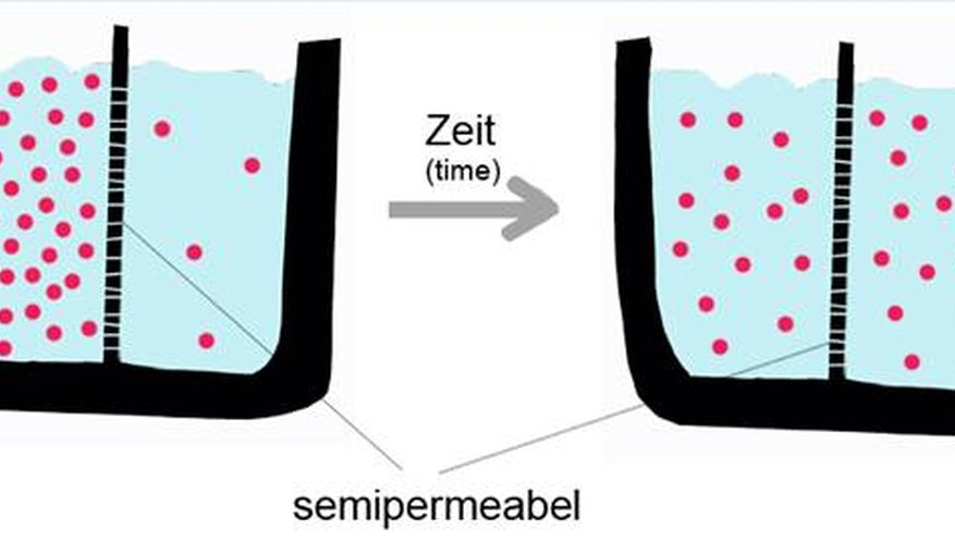 jtravisflhs's tweet photo. After a cookie has been digested, molecules enter the bloodstream by the process of diffusion #leregentsreview https://t.co/dElvz6tNpE