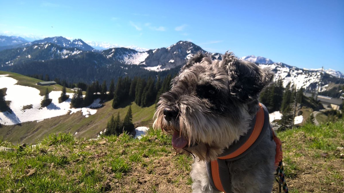 Reinhard Fuchs tweet media