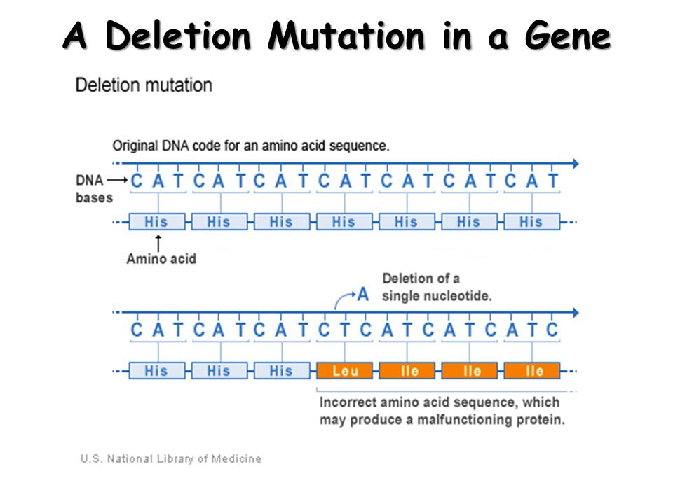FLHS_Brett's tweet photo. An analysis of chromosomes may show the loss of a portion of a chromosome. This chromosomal change is a deletion. #leregentsreview https://t.co/Gy05rBH09m