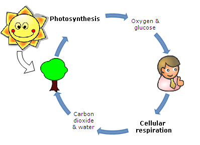 jtravisflhs's tweet photo. Oxygen is needed for aerobic cellular respiration to occur #leregentsreview https://t.co/Ama9DKHYMT