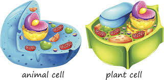 jtravisflhs's tweet photo. Plasma membrane and cytoplasm are found in all living cells #leregentsreview https://t.co/CsMKUMtgxK