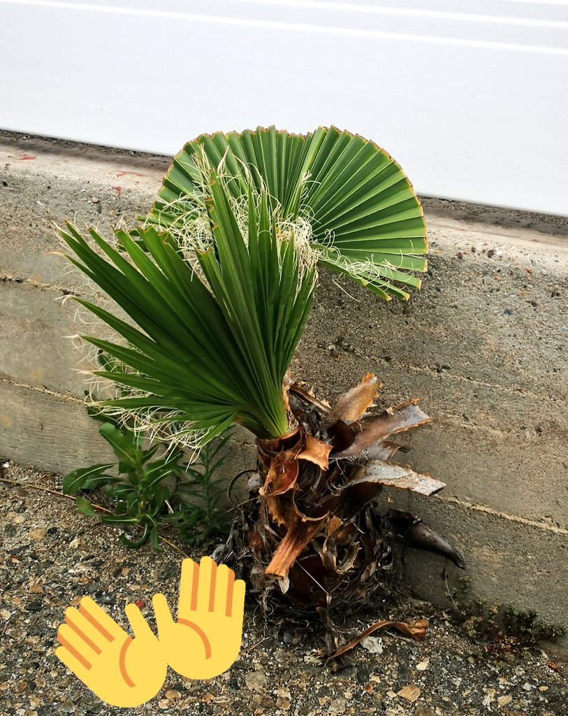 ryanfoland's tweet image. For those of you curious about the current status of my &quot;adopted&quot; palm tree, Ta-da, that is growing in the alley where the gardners keep chopping it down... I am happy to report 2 fully visible fronds! 🌱

#bethetree