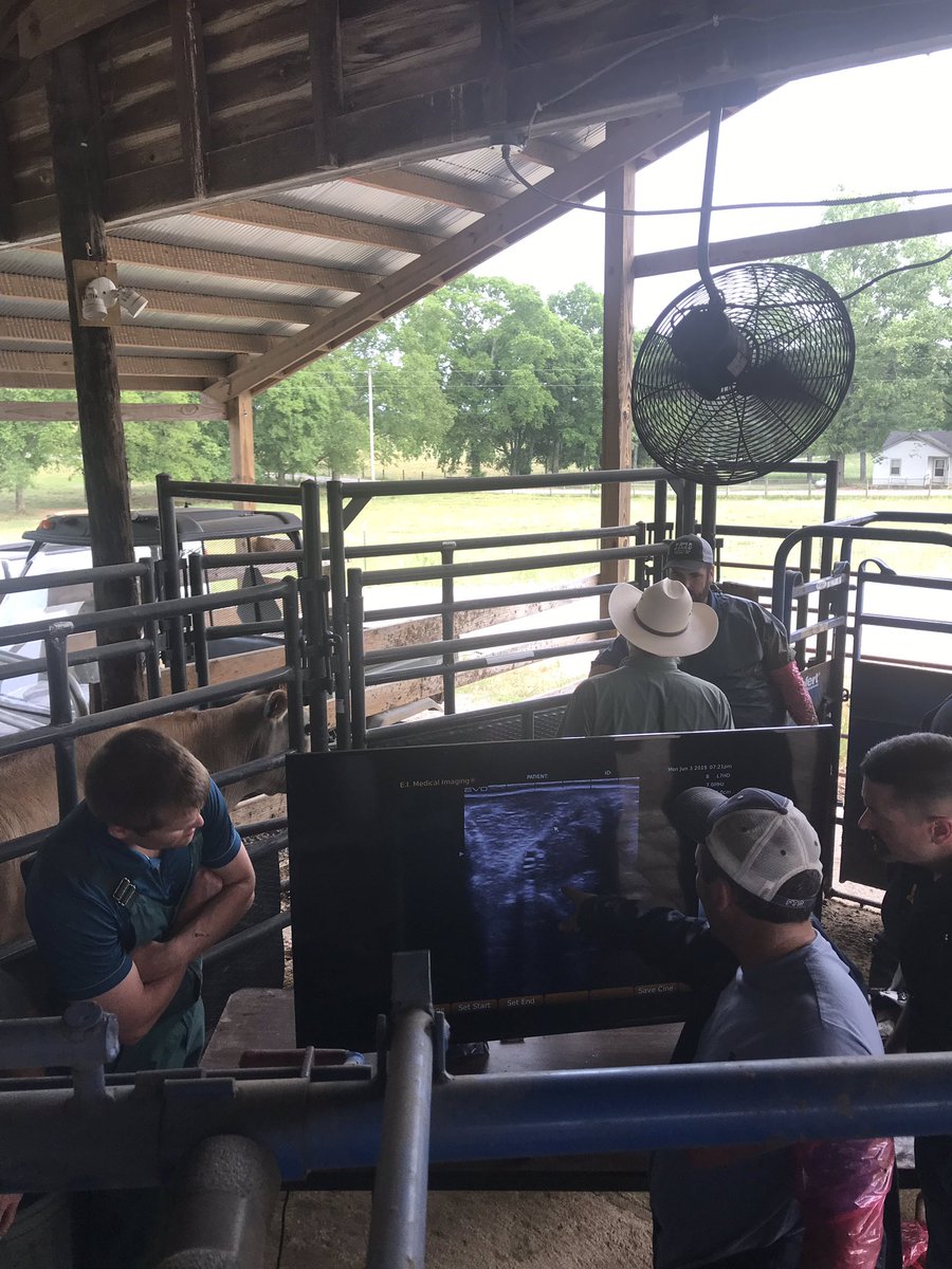 kthompAG's tweet photo. MTREC, Dr. Rhinehart, Dr. Strickland and Courtney Carter along with E.I. Medical teaching Ultrasound technologies/pregnancy diagnosis.@eimedical @UTAgResearch @TNFarmBureau @TennesseeCattle https://t.co/NT6m1a6kb8