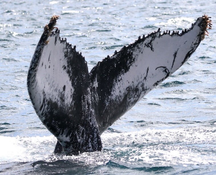 After 16 yrs of searching the <a href="/IWDGnews/">Irish Whale and Dolphin Group</a> have located a breeding ground for humpback 🐋 that have been seen in Irish waters. 
A whale photographed near the #blaskets off the #Kerry coast in 2015 has been seen at a known breeding ground near Cape Verde Islands <a href="/Irishwildlife/">Irish Wildlife Trust</a>