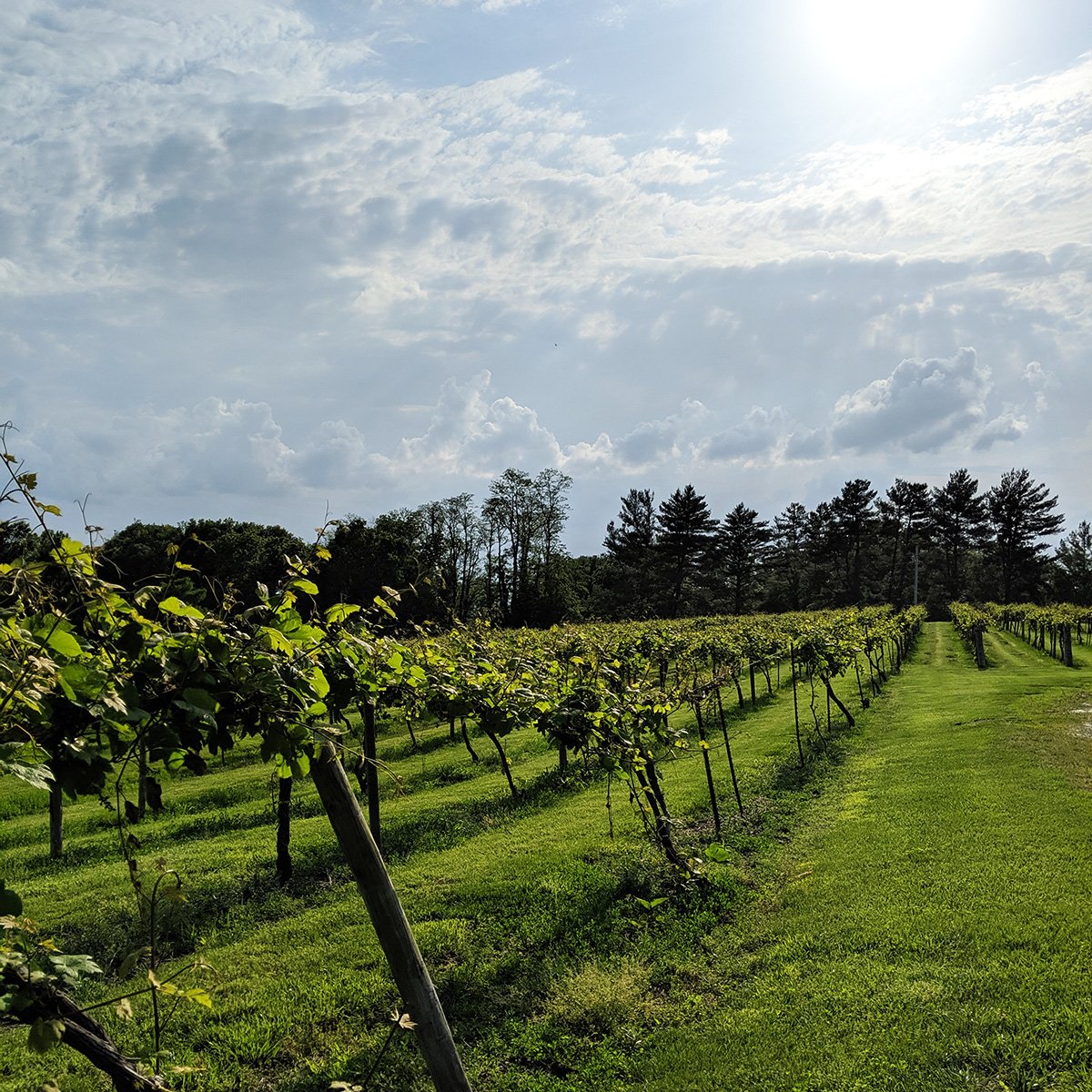 theblufftop's tweet photo. Hard to believe these vines only woke up about 6-7 weeks ago! #LBVwinery #FutureWine #MOwine #missouriwine https://t.co/NwiYeT2BNe